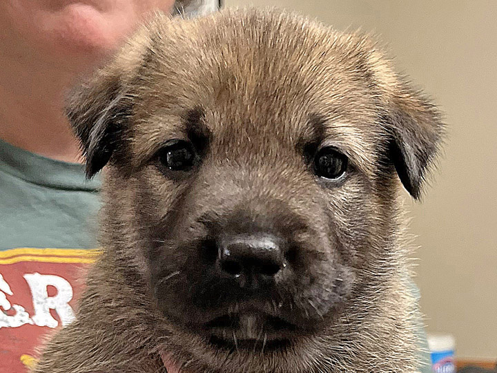 chinook puppy